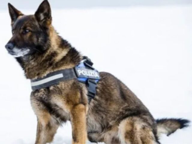 cane poliziotto in montagna