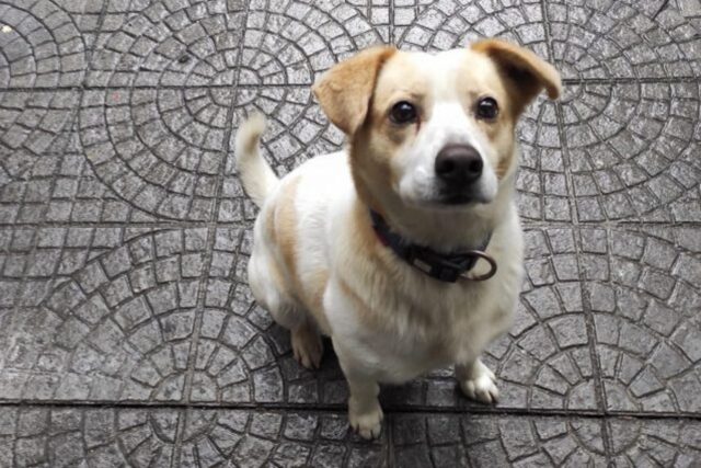 Cane prende l’autobus da solo a Napoli: grazie alle segnalazioni e ai volontari torna a casa