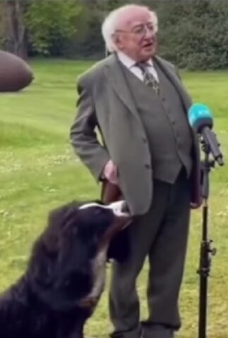 Il cane del Presidente irlandese è il più tenero mentre cerca le sue attenzioni durante un’intervista (VIDEO)