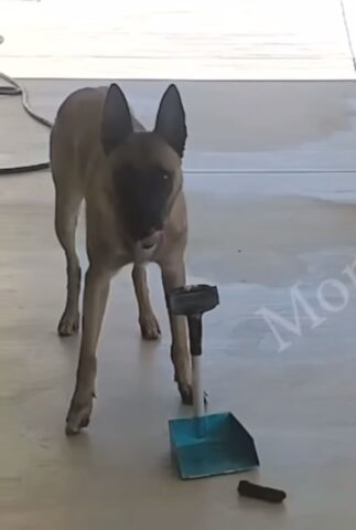 cane sa pulire escrementi