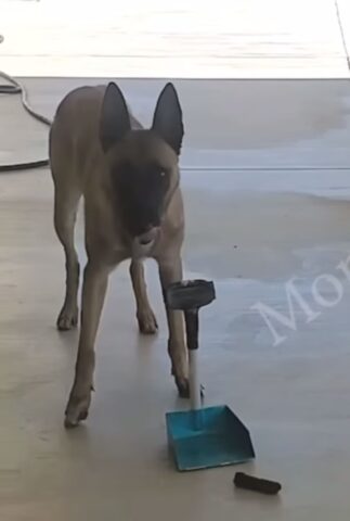 Questo cane ha imparato a pulire i suoi bisogni da solo, la sua è la padrona più felice (VIDEO)