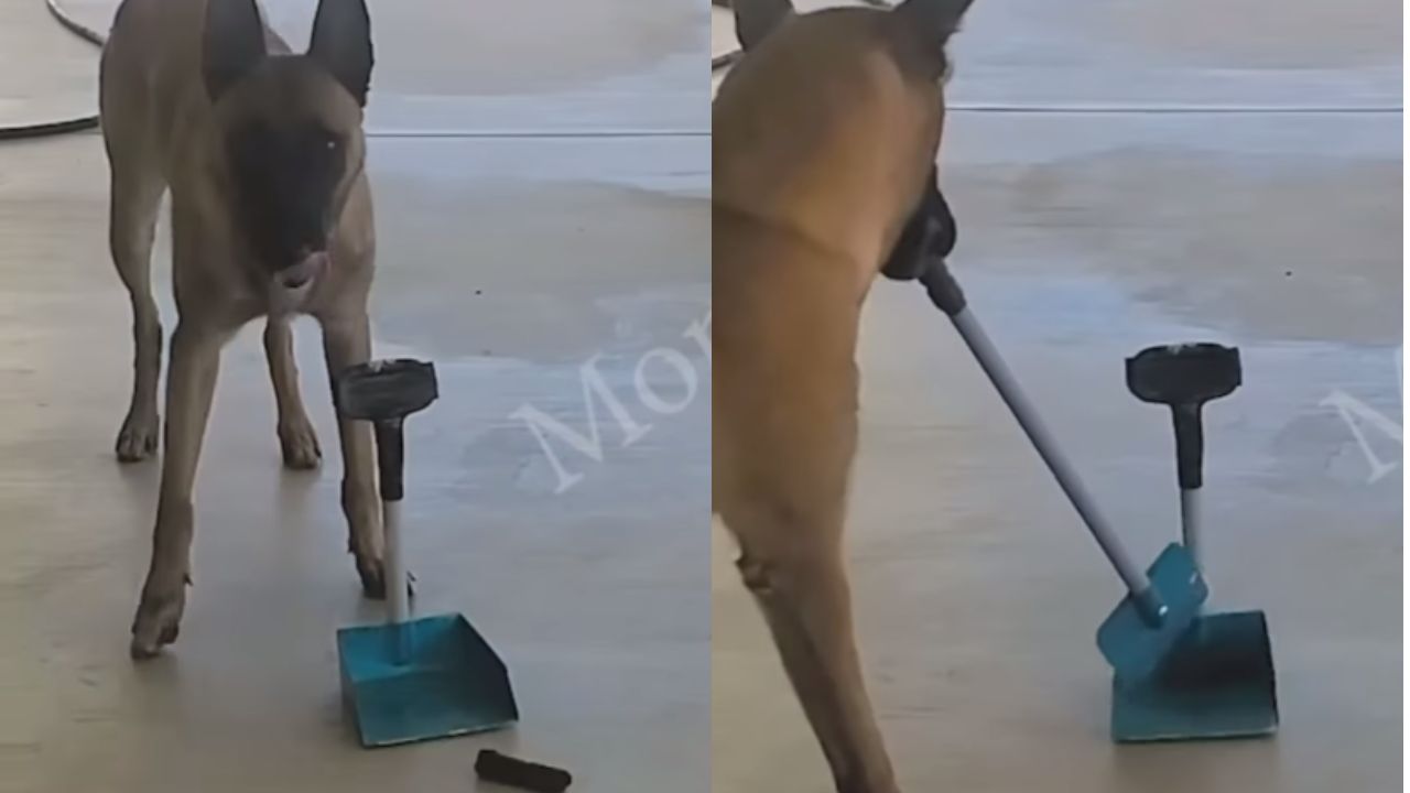 cane sa pulire escrementi