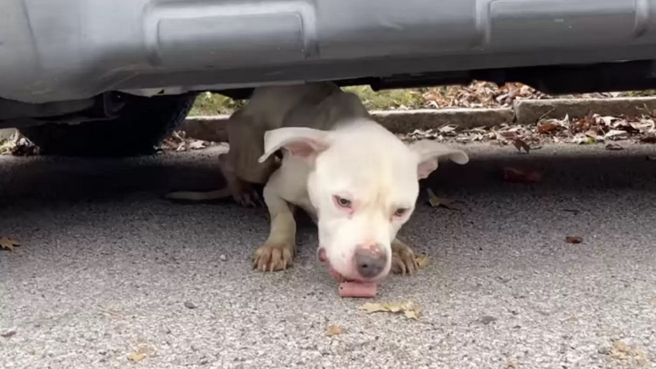 Cane mangia uno snack in strada