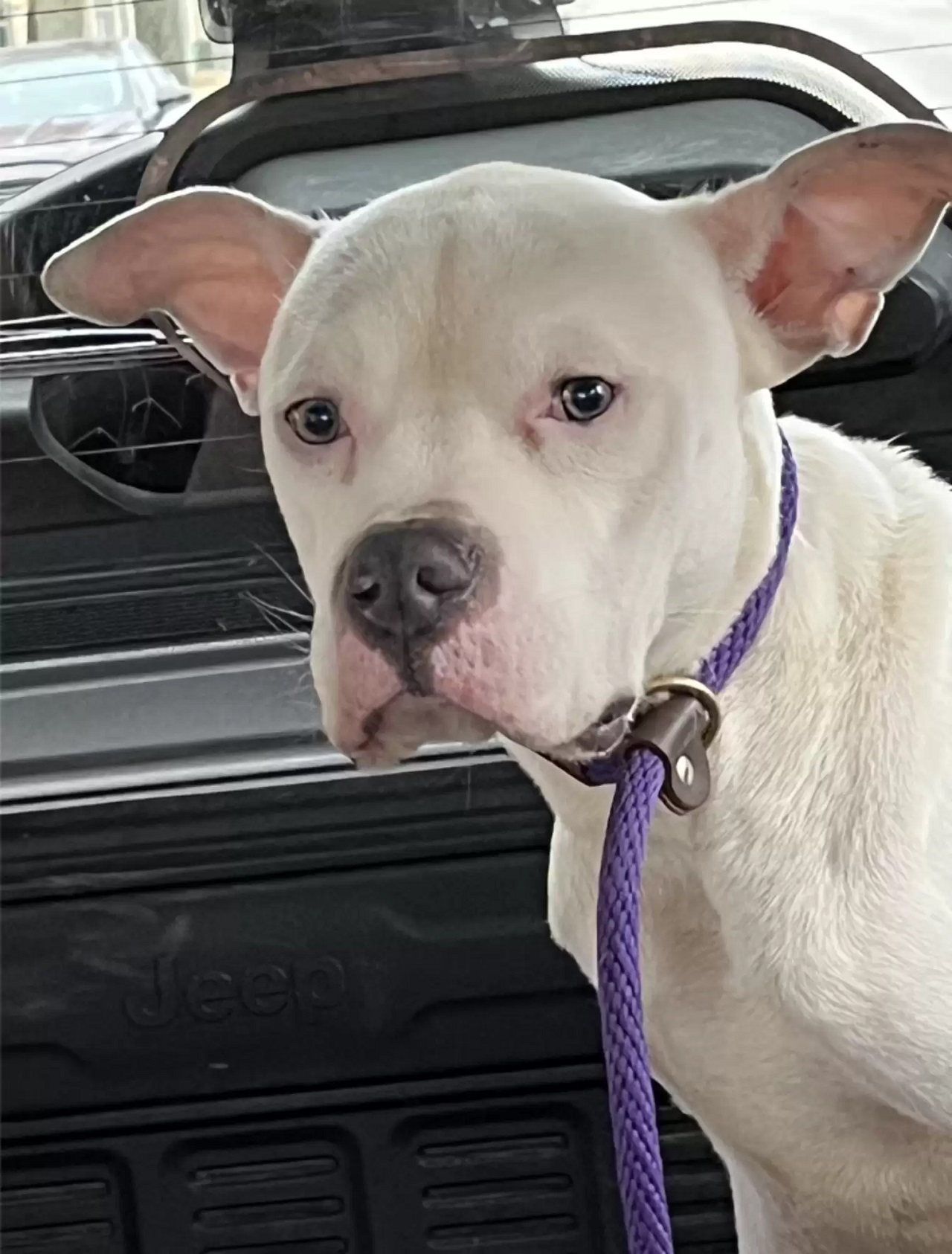 Cane bianco con il guinzaglio in auto