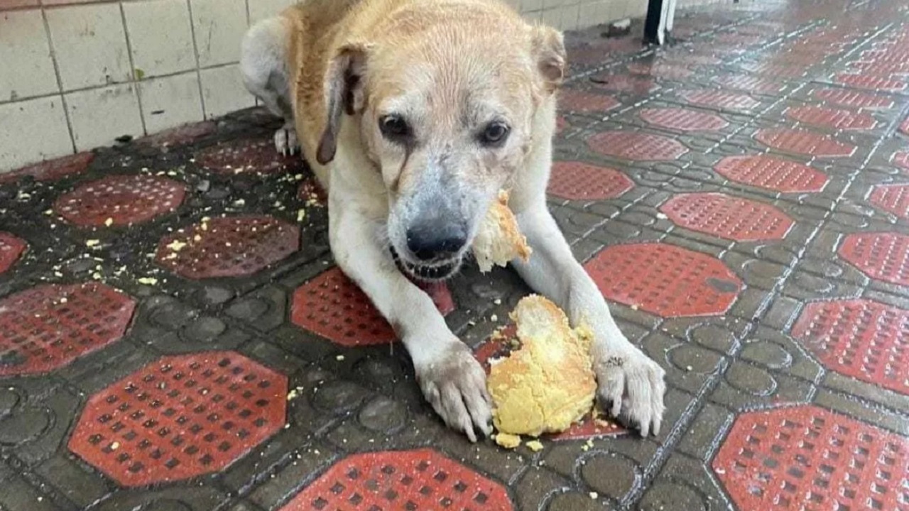 Cane mangia in strada un pezzo di pane