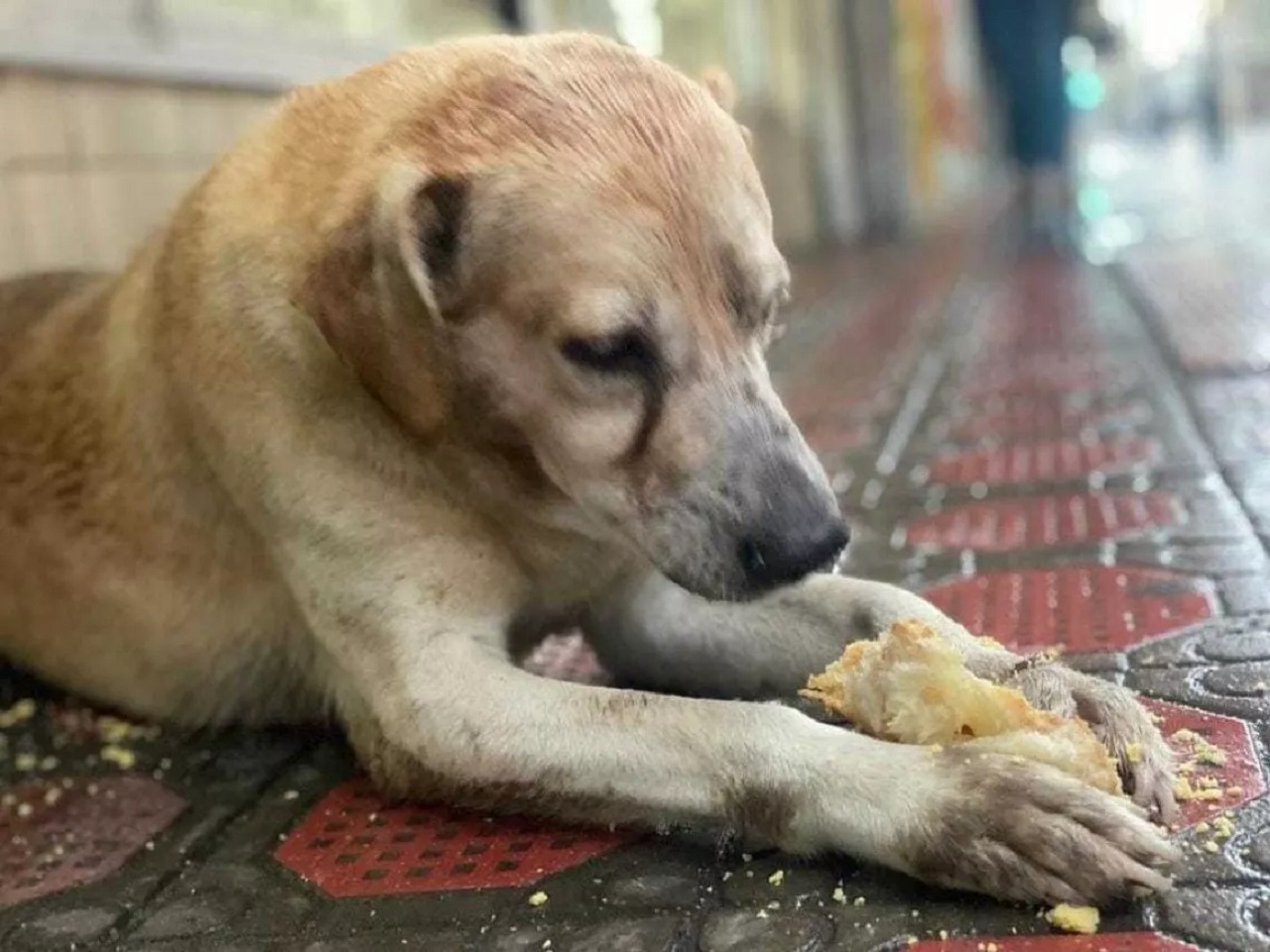 Cagnolone con il pane tra le zampe