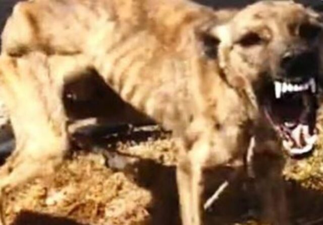 Il cane è passato dall’essere denutrito, abbandonato e terrorizzato all’essere un quattro zampe felice