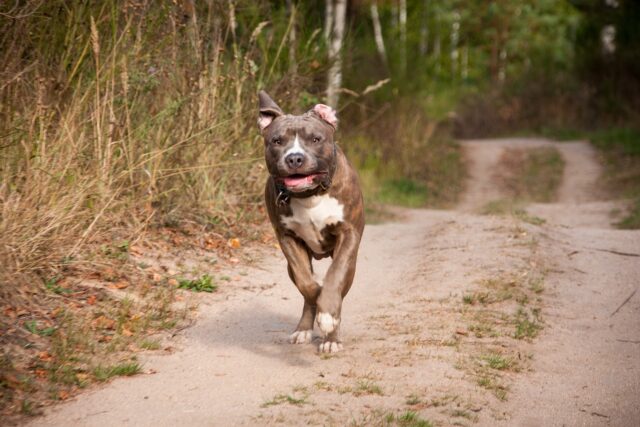 Cane di razza Pitbull che corre