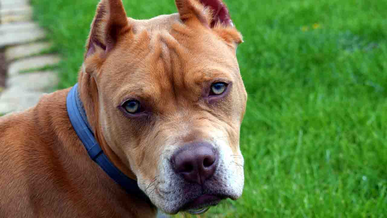 Cane di razza Pit bull nel giardino