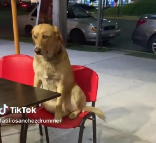 Questo cane ha imparato a salire sulle sedie del ristorante e a mangiare serenamente