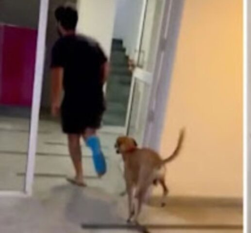 Questo cane cammina su tre zampe per “empatizzare” con il suo padrone