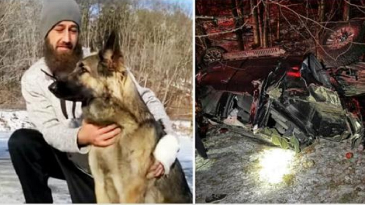 Cane Pastore Tedesco dopo l'incidente