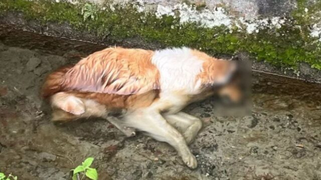 Tragedia nel Torinese: la cagnolina Lilli era scappata per i fuochi di Capodanno, ma il suo ritrovamento non ha segnato un lieto fine