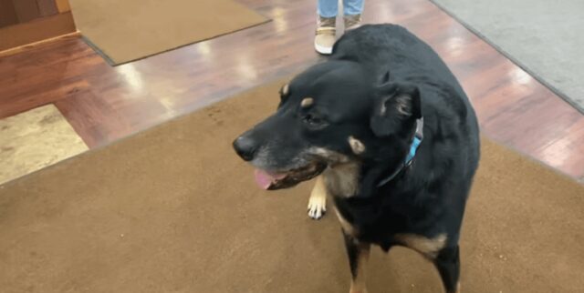 Cane scappa dal rifugio e viene adottato dalla clinica medica dove si nascondeva sempre