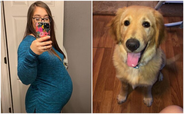 Cane scopre infezione nella donna incinta: Charlie salva la proprietaria