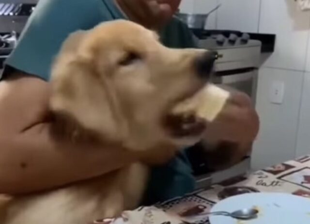 Il cagnolone sfrutta il momento di distrazione del padrone per soffiare del cibo (VIDEO)