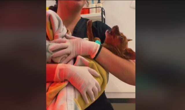 Cane si sveglia dall’anestesia, il video commovente della veterinaria che lo consola