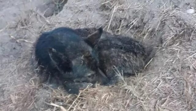 Cane spaventato dai petardi scappa: lo ritrovano dopo 17 giorni a 200 km di distanza