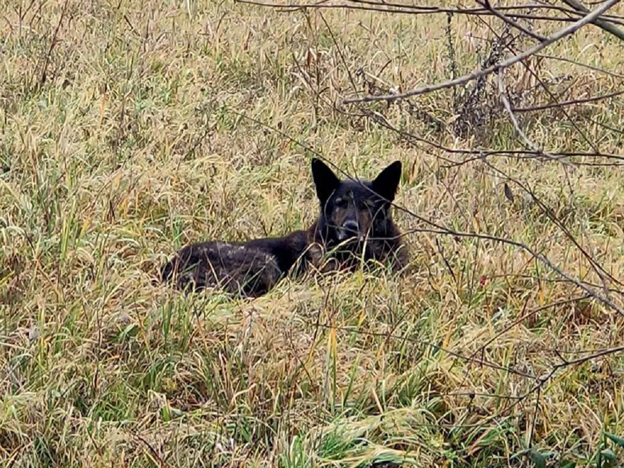 Cane nero in mezzo al prato