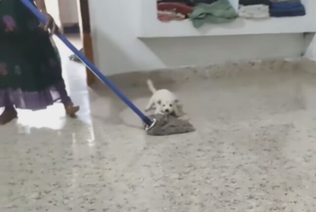 cane struscia sul pavimento