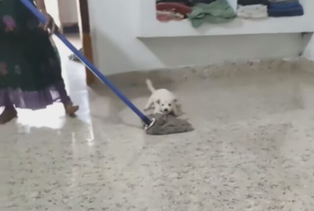 Il cagnolino non ama quando la sua padrona pulisce il pavimento e ha ideato una tecnica speciale per evitarlo (VIDEO)