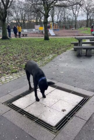 Questo cagnolino ha scoperto un nuovo gioco molto particolare durante una passeggiata e ora non può più farne a meno (VIDEO)