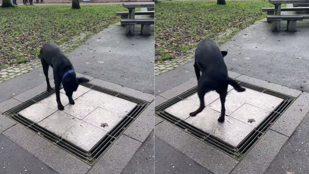 cane suona pavimento