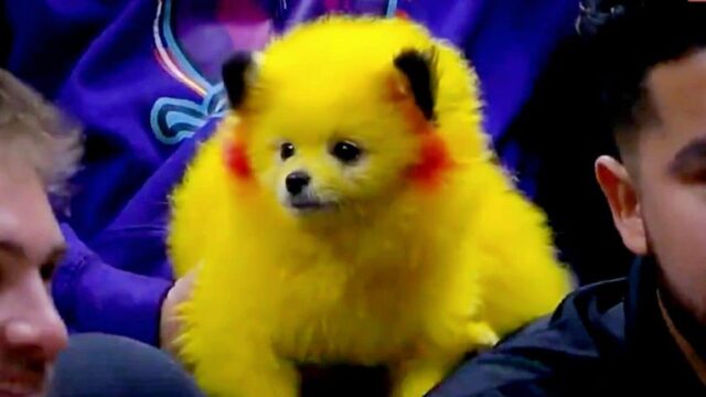 Cane truccato da Pikachu alla partita: multa dopo l’inquadratura in tv