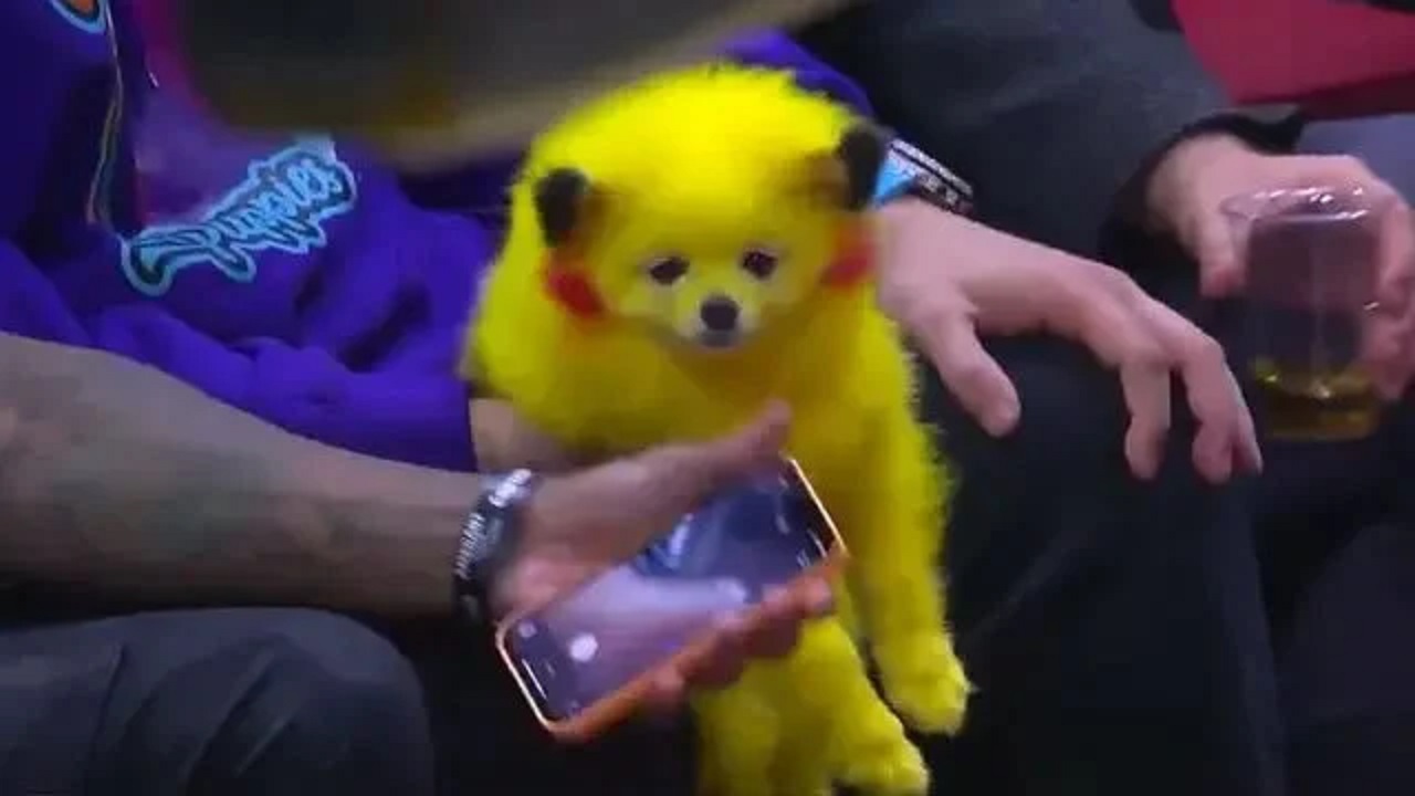 Cane trasformato in Pikachu