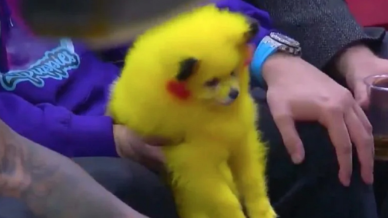Cane con la pelliccia colorata di giallo