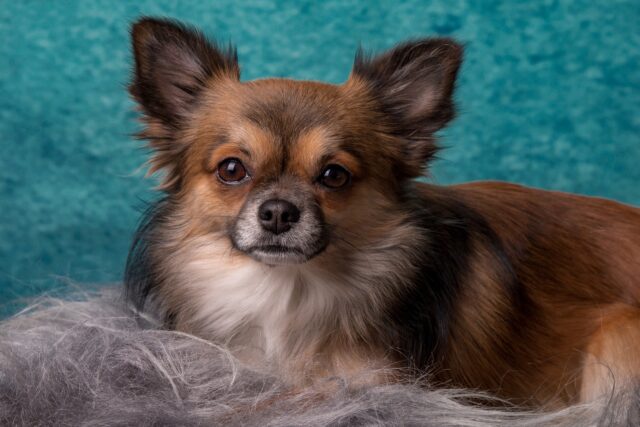 Cane ucciso con un calcio: l’assassino di Ketty condannato