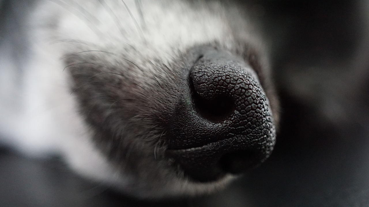 Muso del cane bianco e nero