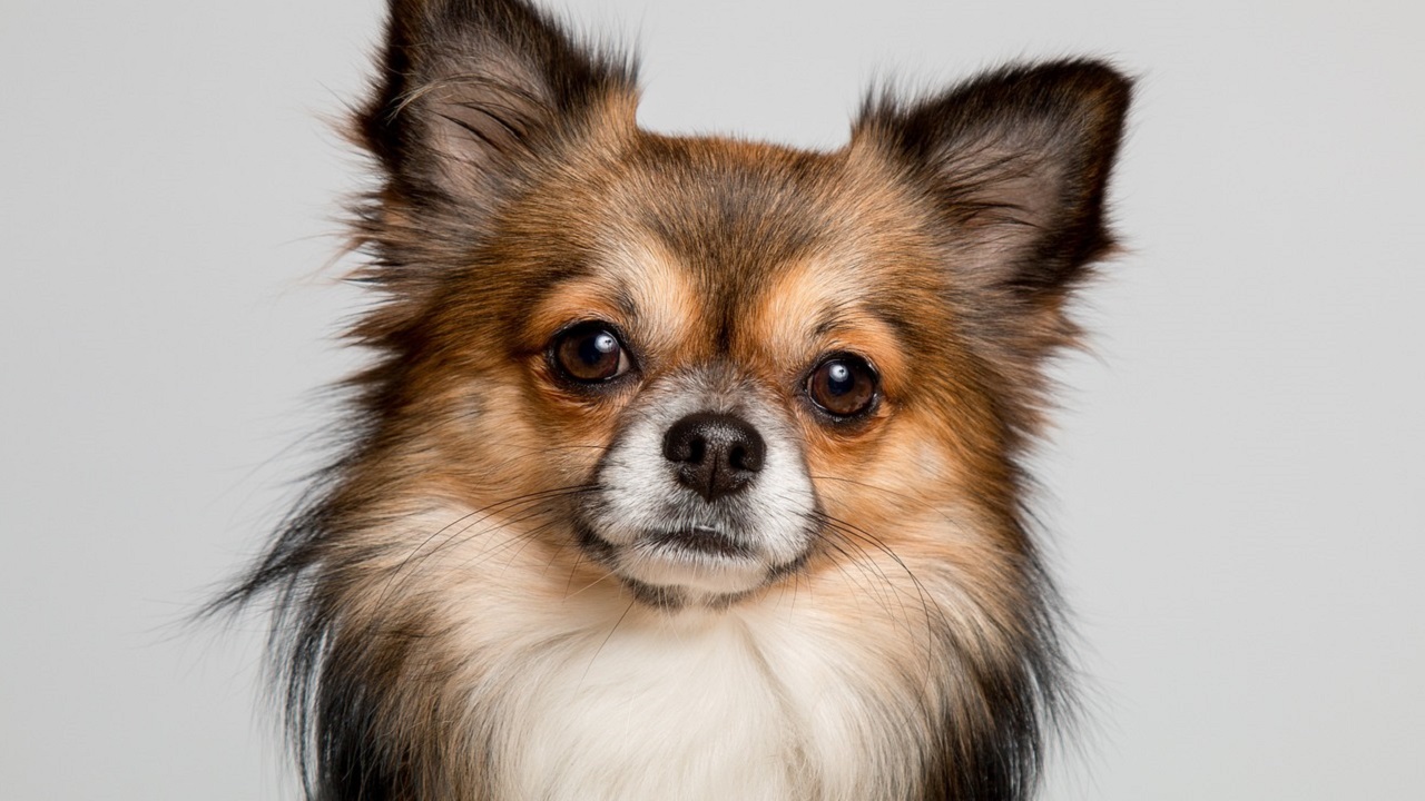 Cane Chihuahua nano di razza