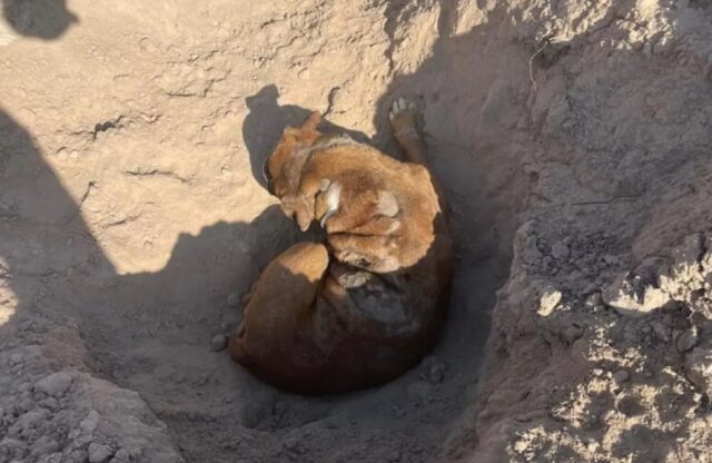 cane abbandonato dentro una buca