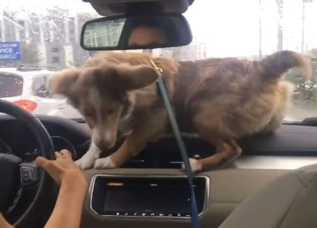 Il cagnolino impazzisce alla vista del tergicristallo: il video è tutto da ridere (VIDEO)