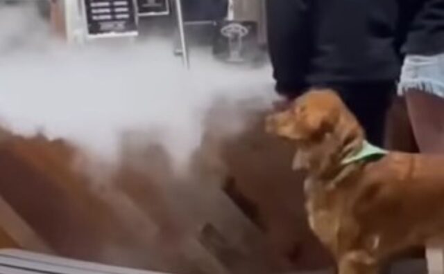 Il simpatico cagnolone cerca di difendersi dal vapore proveniente da dietro il bancone (VIDEO)