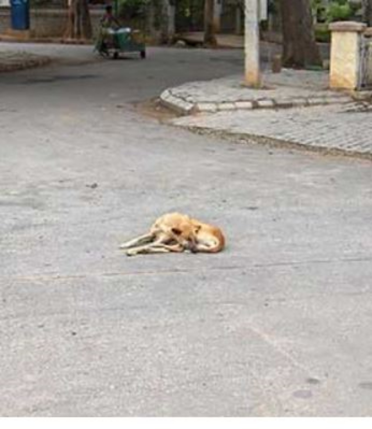 Un cane abbandonato in strada