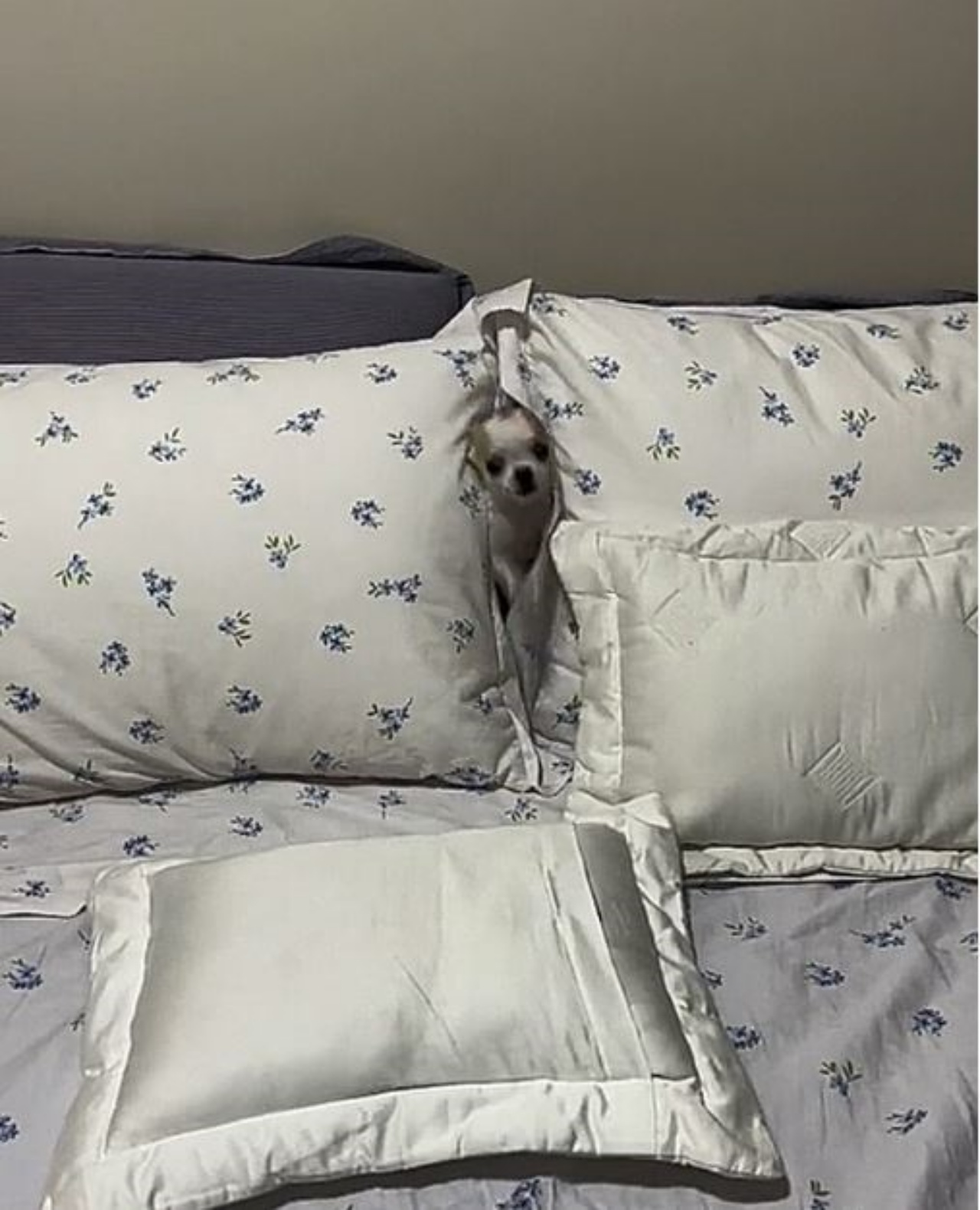 Un cane che si trova tra i cuscini sul letto
