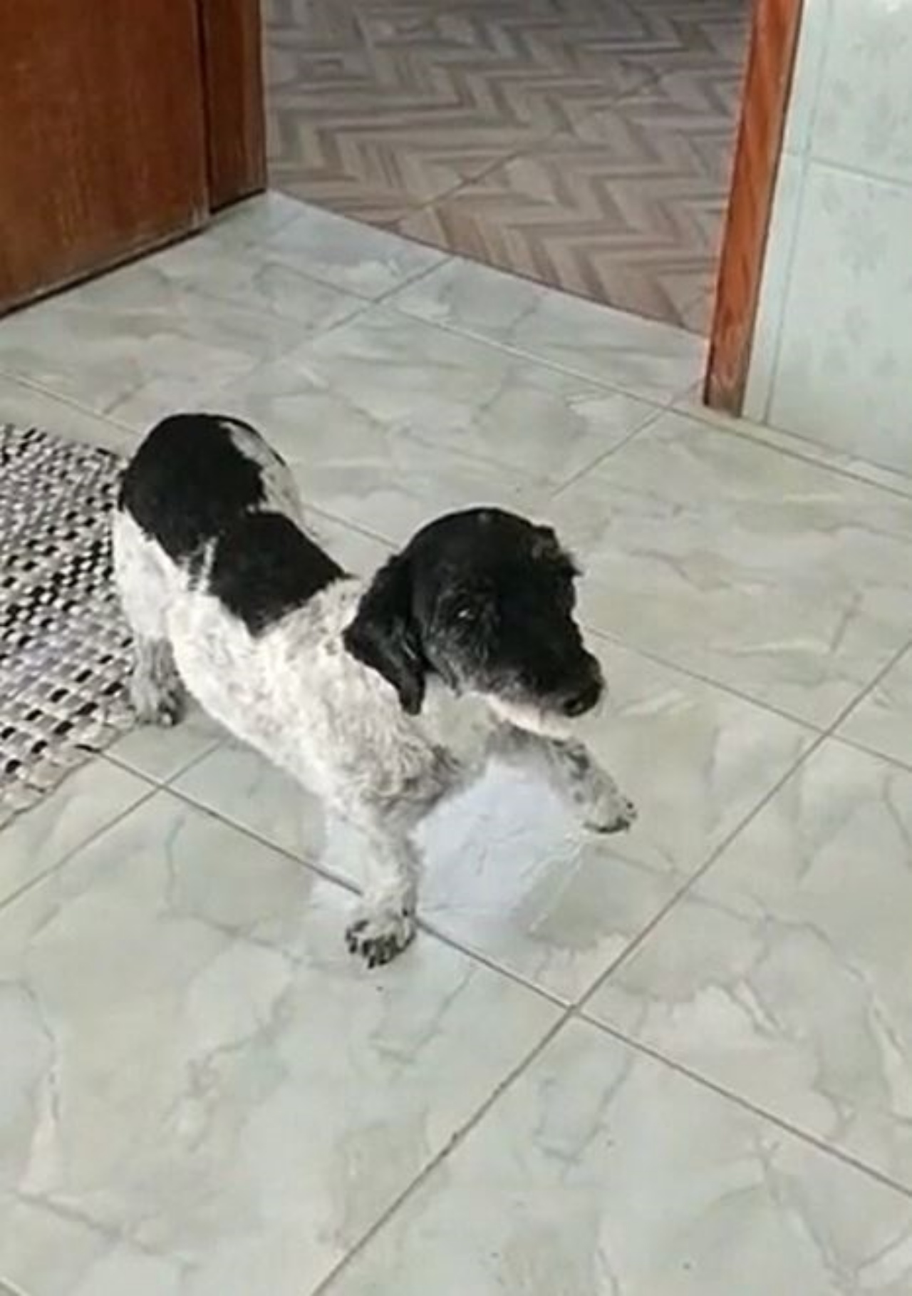 Un cane con una zampetta alzata
