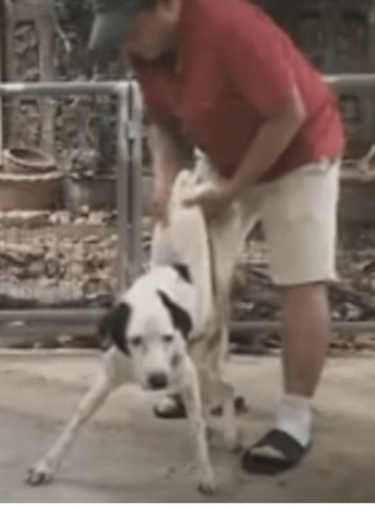 Un uomo che aiuta un cane a camminare
