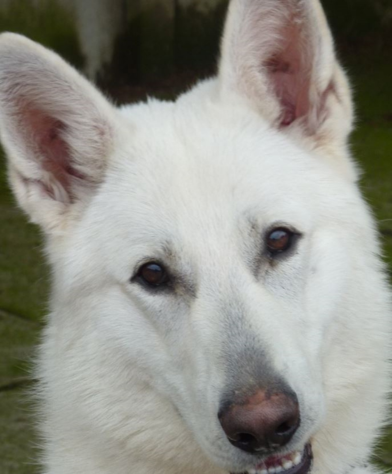 Un cane bianco di nome Shadow