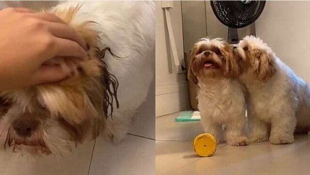 Il suo cane ha sempre l’orecchio bagnato: finalmente svelato il mistero di tale stranezza