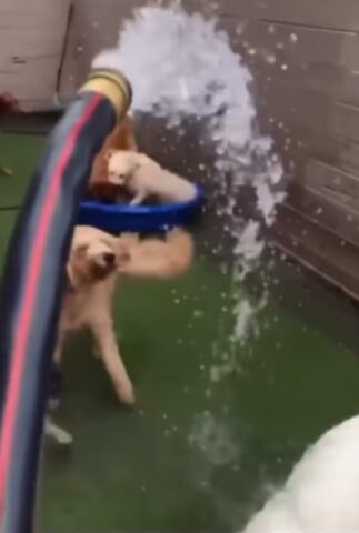 Ci sono cani che amano l’acqua e altri che la odiano. Non ci sono vie di mezzo, ecco a voi la prova (VIDEO)