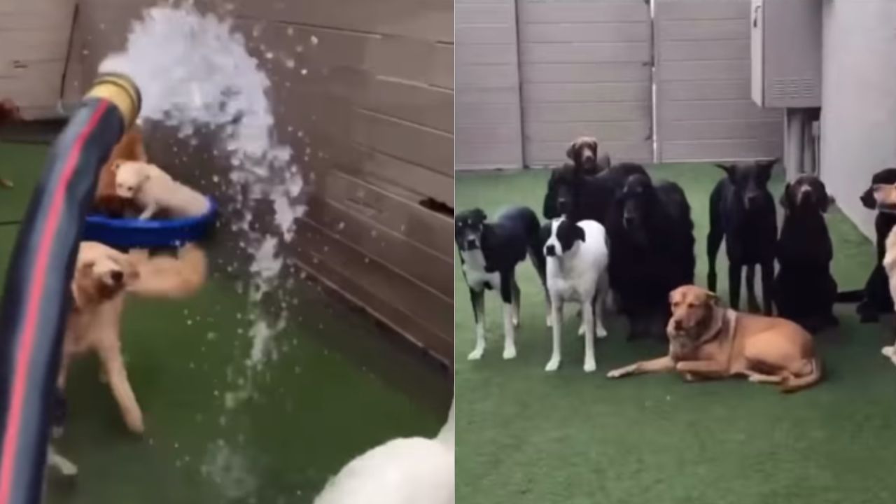 cani giocano con l'acqua