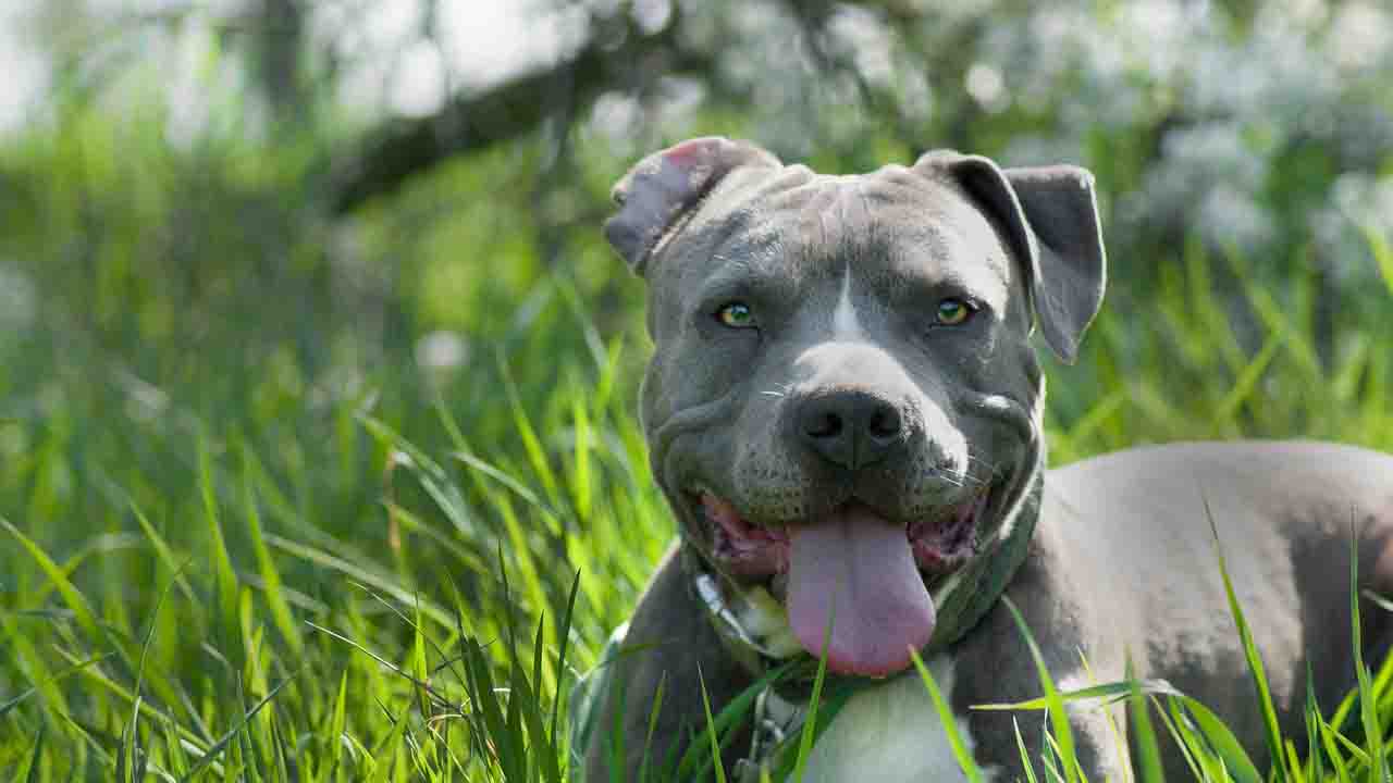 Cane mix Amstaff con la lingua di fuori