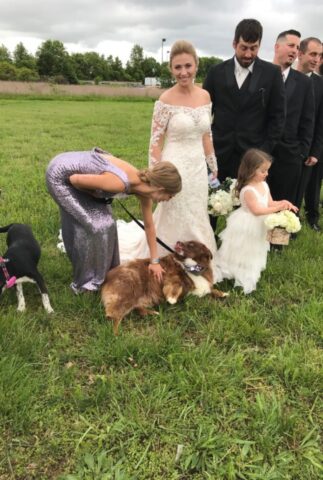 Le damigelle portano al matrimonio dei cani del rifugio per permettere loro di trovare una casa