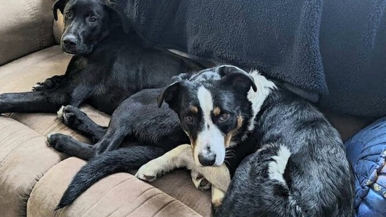 Cani sdraiati sul divano