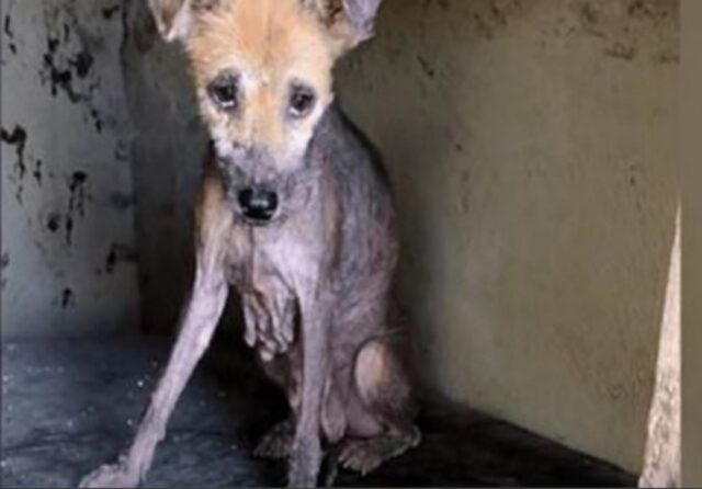 Avevano lasciato sola la cagnolina e  il suo corpo si stava decomponendo, mentre cercava amore e aiuto