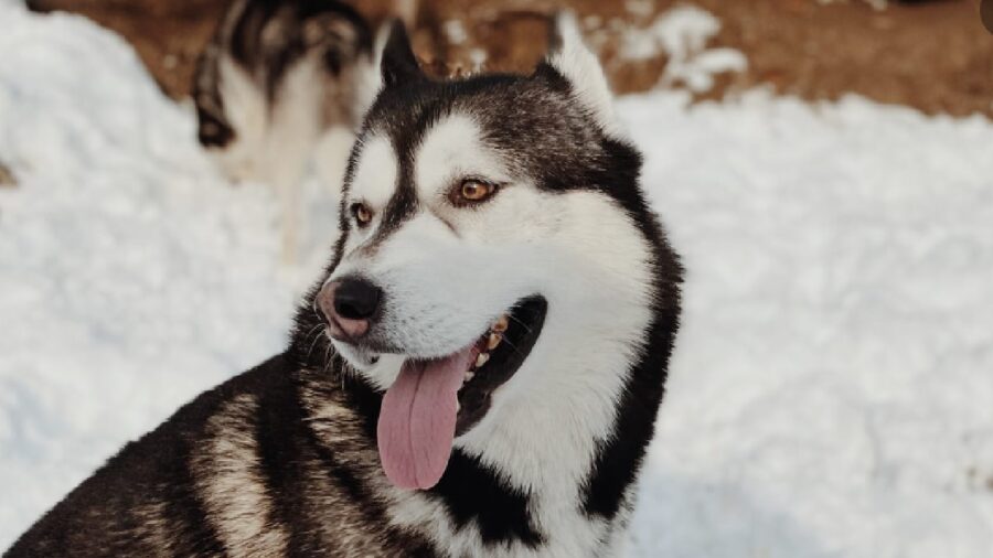 cane balù husky scomparso