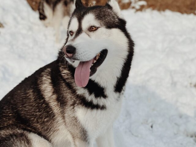 Canneto Pavese, cane Siberian Husky viene smarrito, tutti alla ricerca del tenero Balù